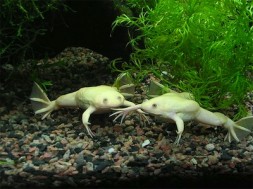 Xenopus_kal_art1nov7_35